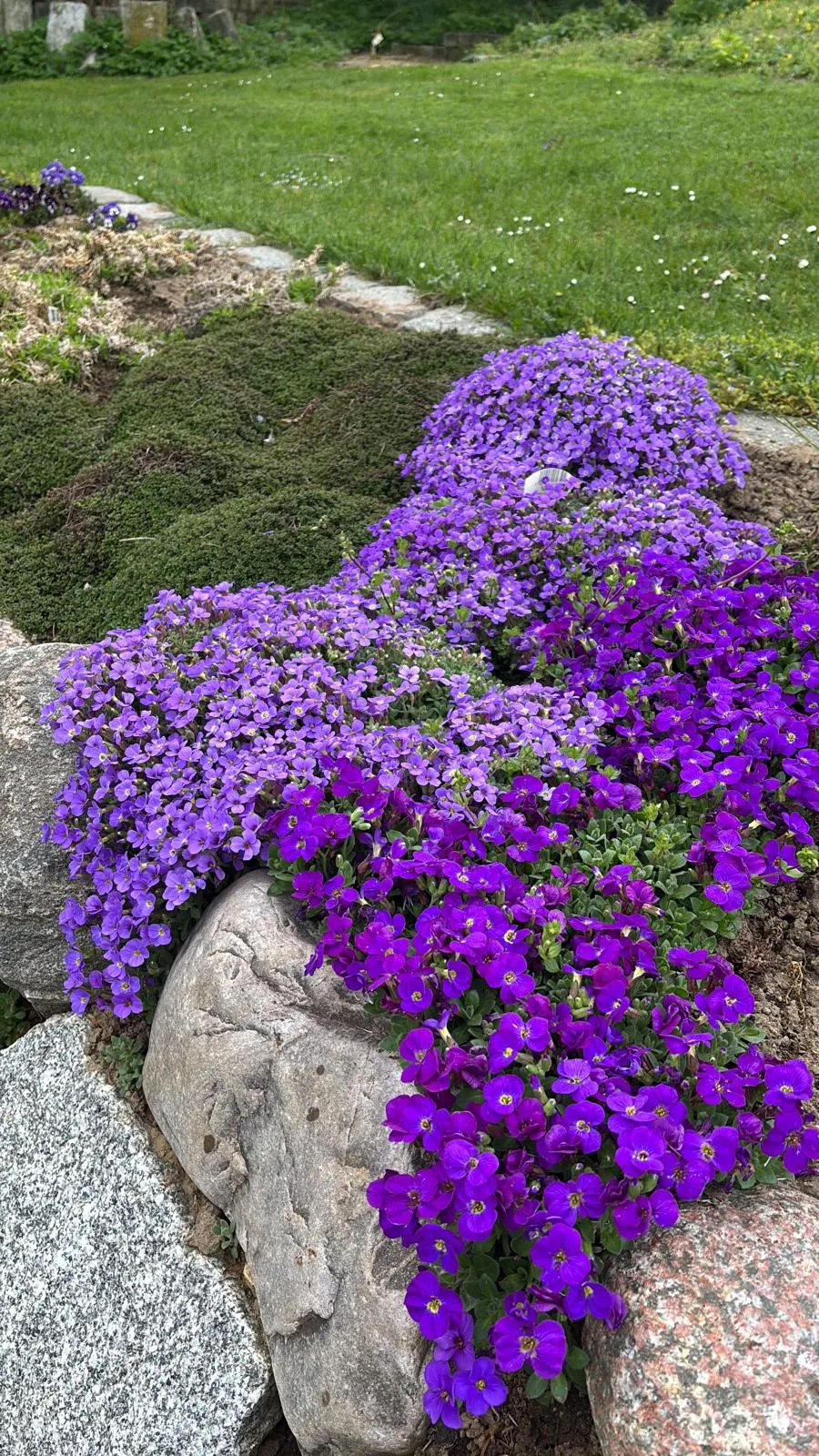 Violett blühende Polsterstauden über Natursteinen am Rand des Greens